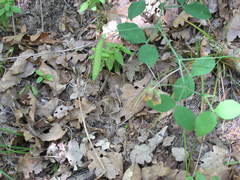 Lathyrus rotundifolius