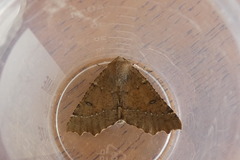 Odontopera bidentata