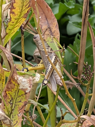 Differential Grasshopper