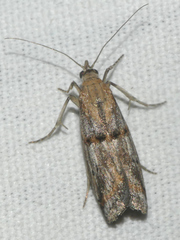 Asalebria florella