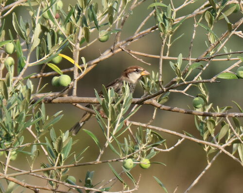 iNaturalist image