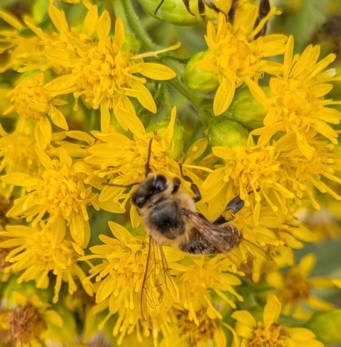 Western Honey Bee