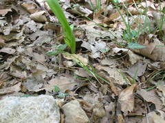 Colchicum umbrosum