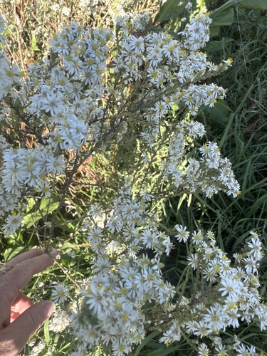 heath aster