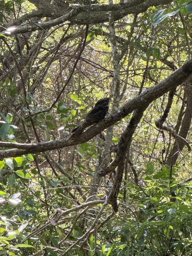 Chuck-will's-widow observed by jennpo