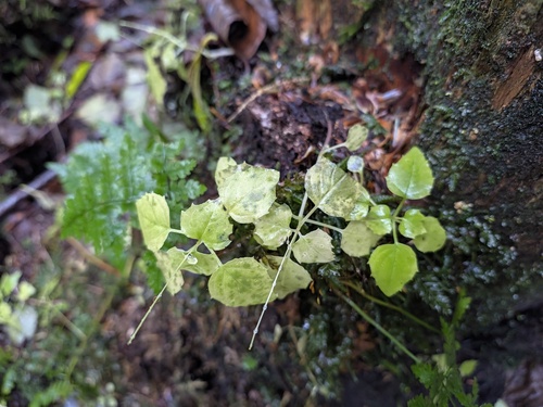 Circaea alpina observed 2026-10-07