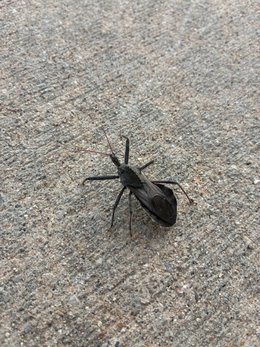 North American Wheel Bug