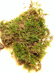 Pseudisothecium cristatum