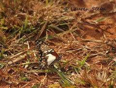 Graphium angolanus angolanus