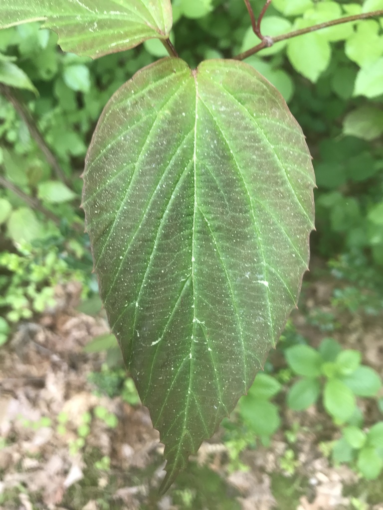tea viburnum from Bethpage State Park Golf Courses, Old Bethpage, NY
