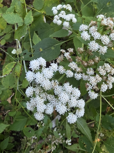 white snakeroot