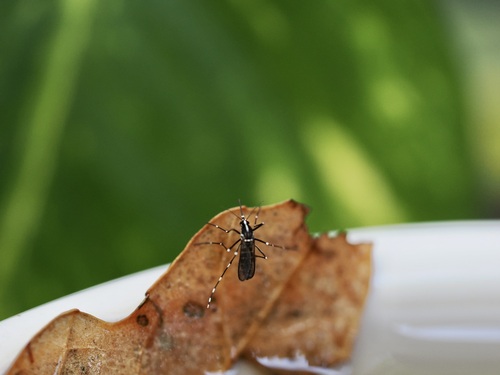 Asian Tiger Mosquito