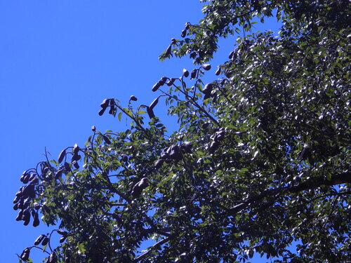 Hymenaea, 2026-10-10