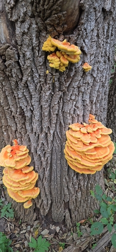 chicken of the woods