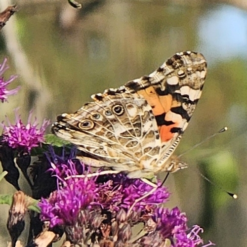 Painted Lady