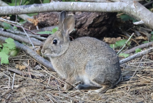 Brush Rabbit observed by chilipossum