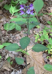 Scutellaria ovata