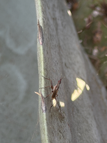 Longhorn Cactus Fly
