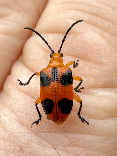 Stethopachys observed 2026-10-14
