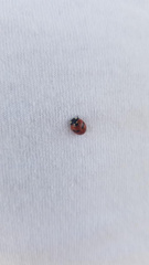 Coccinella monticola