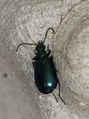 Lebia viridis