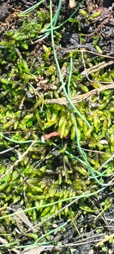 Bryoandersonia illecebra, 2026-10-13
