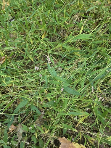 low smartweed