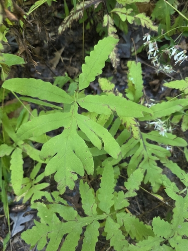 sensitive fern