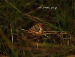 Precis ceryne ceryne