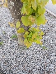 Tilia cordata