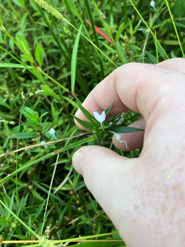 buttonweed