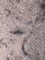 Lophyra flexuosa sardea