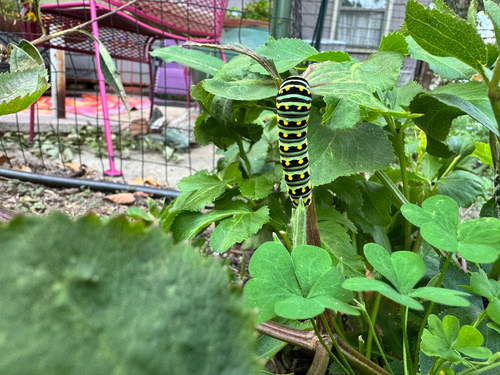 Black Swallowtail