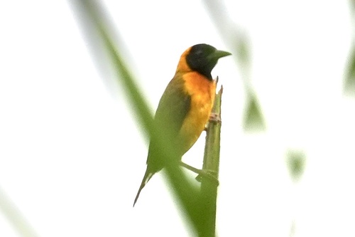 iNaturalist image