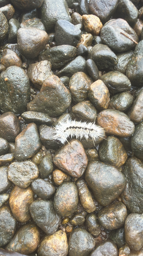 Hickory Tussock Moth