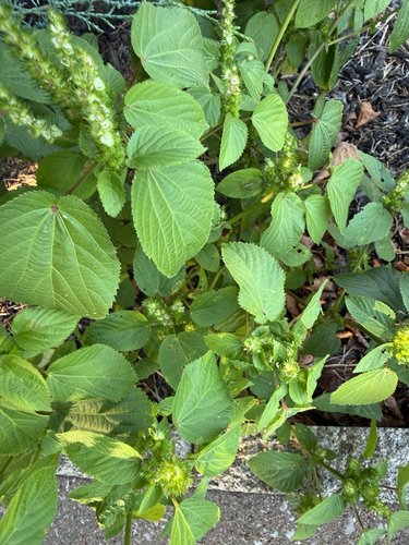 hornbeam copperleaf