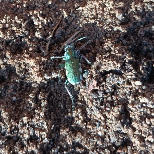 Festive Tiger Beetle