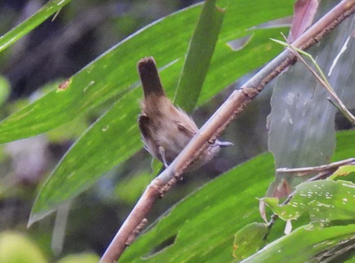 Macronus striaticeps observed 2026-08-17