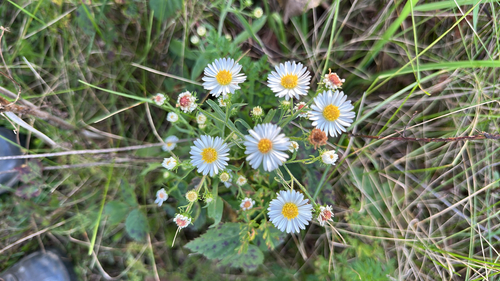 frost aster