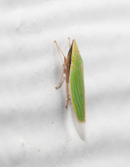 Draeculacephala navicula