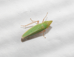 Draeculacephala navicula