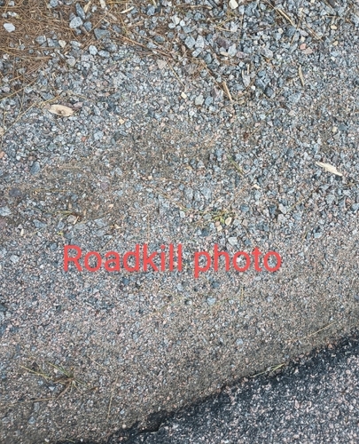 Common Raccoon
