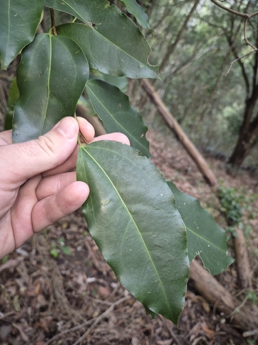 Celtis paniculata observed 2026-10-13