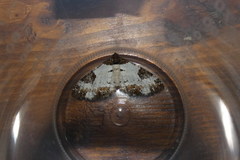 Melanthia procellata