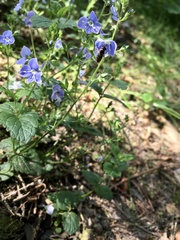 Veronica chamaedrys