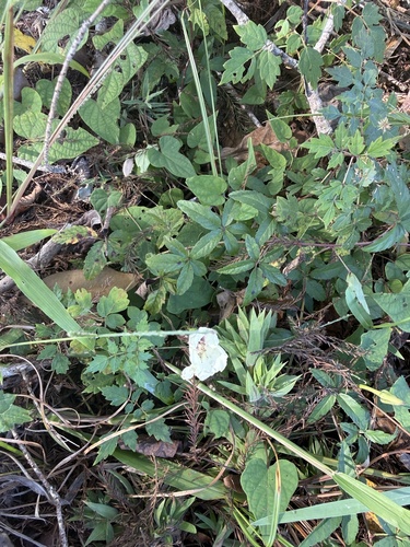 Ipomoea pandurata, 2026-10-13