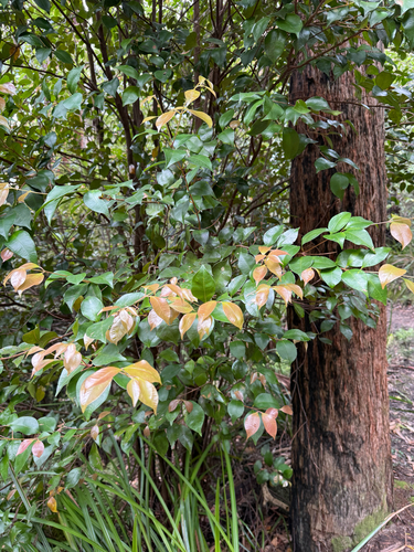 Syzygium smithii observed 2026-10-13