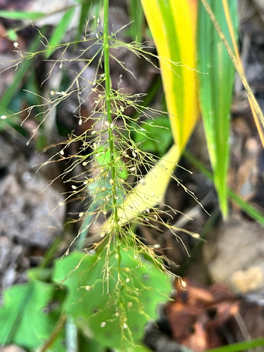 Dichanthelium sphaerocarpon observed 2026-10-13
