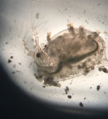 Daphnia