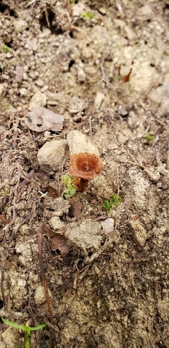 Coltricia cinnamomea observed 2026-10-10